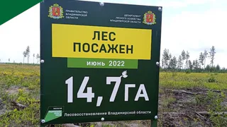 Молодой лесной фонд Владимирской области проверили на приживаемость