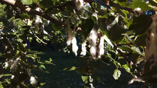 Полезное дерево: почему в Рязани так много тополей?