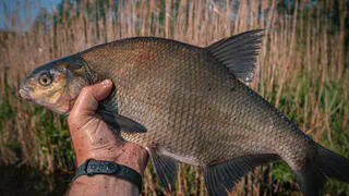 Жителя Сосновоборского района осудили за незаконную ловлю лещей