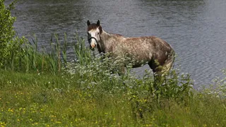 Подросток утонул при переправе на лошади в Новозыбковском районе