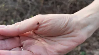 Куда клещи кусают чаще всего - медики поставили точку: 6 мест, про которые нужно помнить всегда