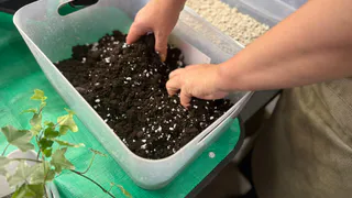 Посадили в горшок побольше — а растение начало чахнуть: вот где просчёт