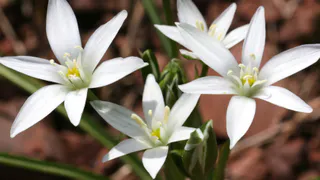 Множество белых соцветий: сажаем на участке эффектный многолетник, который растёт сам по себе и не требует ухода