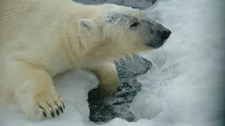 Рязанцы хотят провести отпуск рядом с белыми медведями