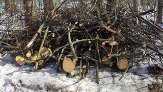 Рязанка призвала власти остановить вырубку деревьев в парке Белякова