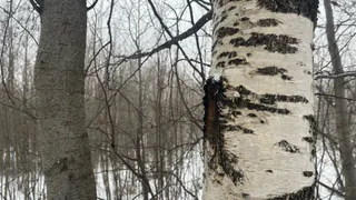 16 марта весна в Коми укрепляет свои позиции с температурой до +12 градусов