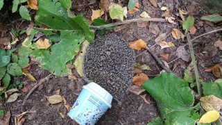 Хватит мусорить: ежик застрял в пластиковом стакане