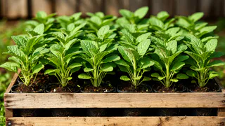 1 капля в воду — и рассада томатов толстеет на глазах, а корни — как у дуба: жидкий допинг за копейки