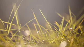 Прокуратура решает проблему обильного распространения ядовитого растения