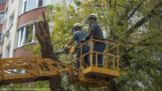 В Дягилево ведется вырубка и обрезка аварийных тополей