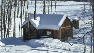 Точно растут у всех: теперь за выращивание этих популярных цветов на даче дают до 2 лет тюрьмы