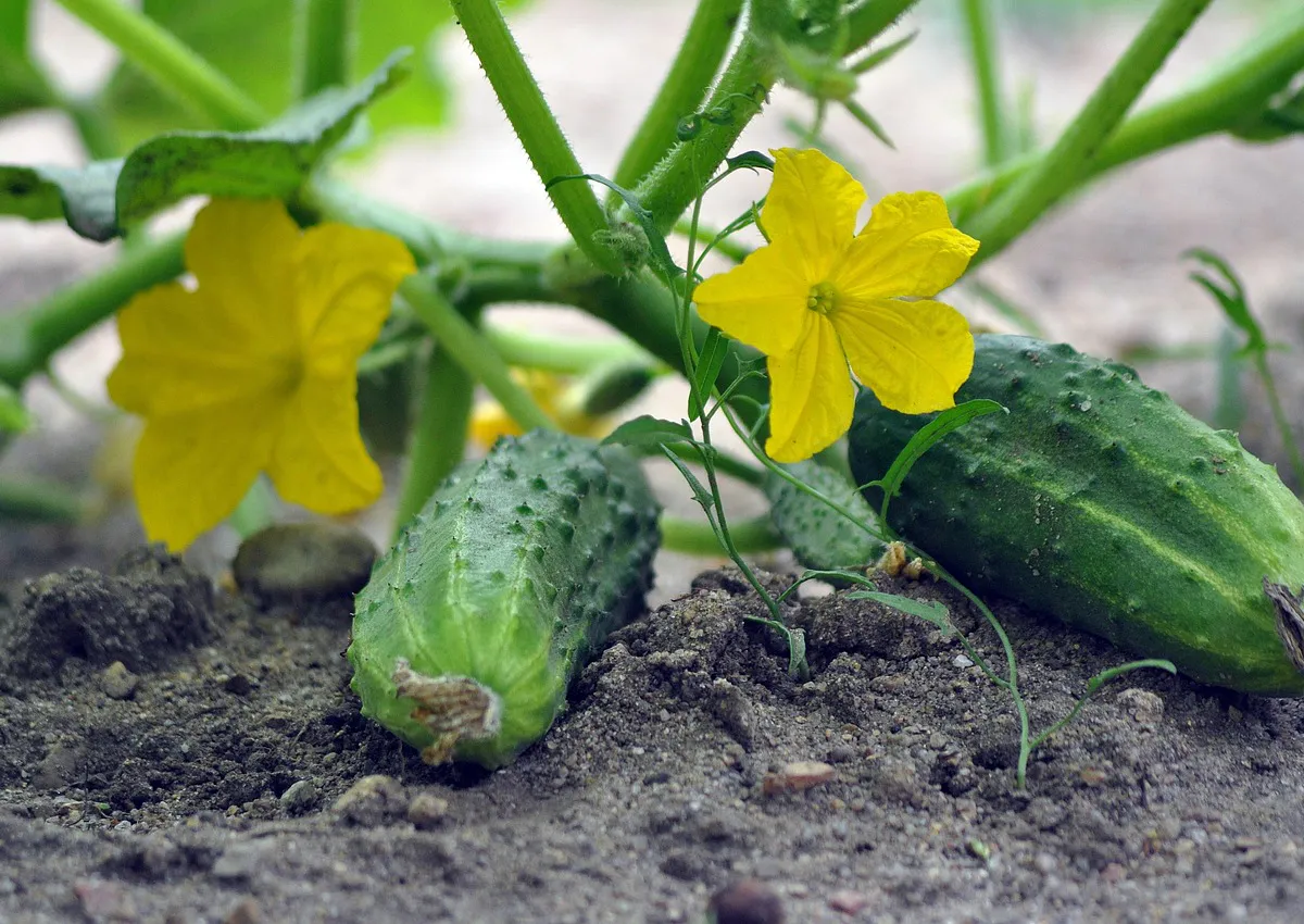 Ведра урожая гарантированы: эксперты составили оптимальный график удобрений для всех сортов огурцов