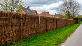 Соседи крутили у виска, когда я вкапывала 3000 прутиков: через три года вся округа завидовала моему живому забору