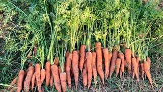 Морковь сразу пойдёт в рост: в июле полейте грядку секретным раствором — первый шаг к хорошему урожаю