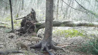 В Окском заповеднике засняли только родившихся кабанят