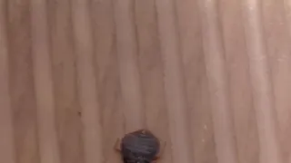 Клоп в ОКБ: в социальных сетях появилась жалоба на насекомых, которые падают с потолка