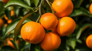 Пусть лучше они сгниют на ветке - собственник сада в Абхазии рассказал, почему качественные мандарины не доезжают в Россию