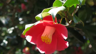 Сирень и вейгела в пролете: этот вечнозеленый кустарник украшает сад весь год, а цветет с лета до зимы