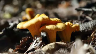 Лисички больше никогда не жарю: нашла способ гораздо вкуснее и сочнее - вкуснятина к жареной картошечке за 15 минут