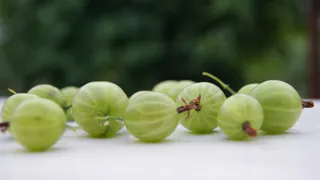 Обзор цен на ягоды в Рязани: дешевле всего крыжовник