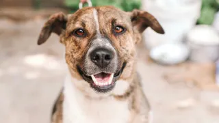 Дай лапку: Мишель, Адель и Моника в поисках хозяев