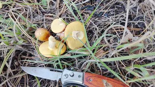 Грибники в России покупают себе машины благодаря обнаруженному в лесах редкому грибу - как он выглядит