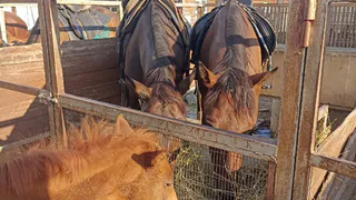 Аферисты от имени Рязаньстата шлют письма с требованием предоставить данные о поголовье скота