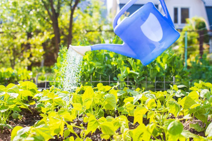 5 фатальных ошибок при поливе, которые убивают ваши растения