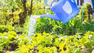 5 фатальных ошибок при поливе, которые убивают ваши растения