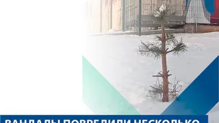 На Лыбедском бульваре вандалы изуродовали молодые сосны