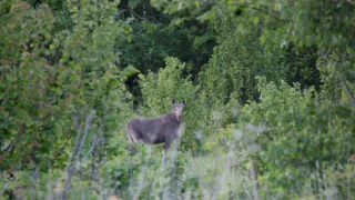 Больше 500 видов растений и животных Татарстана получили статус краснокнижных