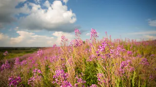 В последний день лета жителям Пензенской области синоптики обещают 25-градусное тепло