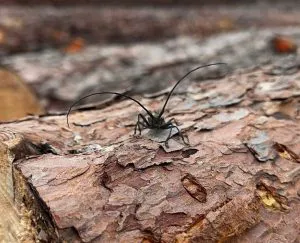 В Коми наказали предпринимателя за хранение зараженной древесины