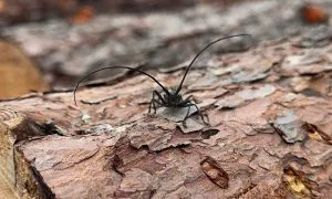 В Коми наказали предпринимателя за хранение зараженной древесины