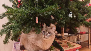 Почему кошки спят с человеком: 3 основные причины, о которых следует помнить