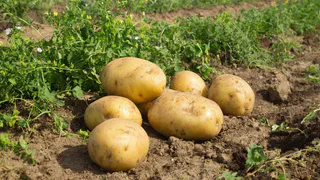 Не сорт, а подарок: с куста по 20 клубней без окучивания - находка для ленивых дачников