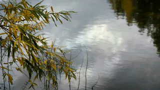 Река Алатырь в Чувашии и Мордовии столкнулась с экологической катастрофой: массовая гибель рыбы и загрязнение тяжелыми металлами