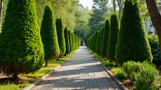 100 гр. под дерево — и туя пышнее любого дикобраза: хвоя не будет осыпаться и желтеть