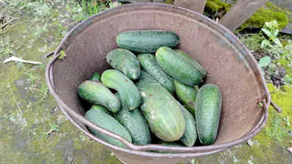 Дачники массово скупают эти семена огурцов - и бед не знают: получают урожай и в дождь, и в заморозки 