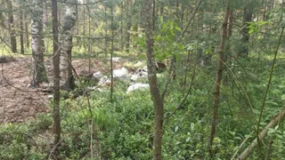 Суд обязал «Владимирское лесничество» очистить лес у Мостостроя от свалки мусора