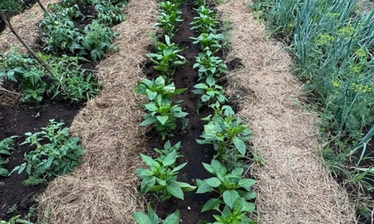 В октябре сыплю хорошую горсть под куст клубники: весной вёдрами собираю урожай крупных сладких ягод