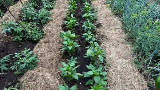 В октябре сыплю хорошую горсть под куст клубники: весной вёдрами собираю урожай крупных сладких ягод