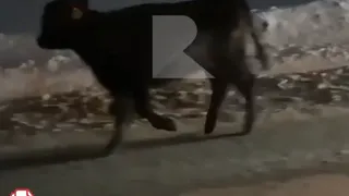 На Восточной окружной водители заприметили телёнка