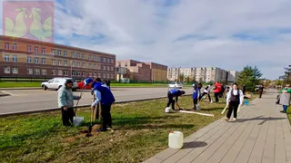 В Покрове школьники и волонтёры высадили Аллею Героев