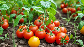 несколько ложек - и рассада укрепится на глазах: любимая подкормка томатов и перцев в апреле