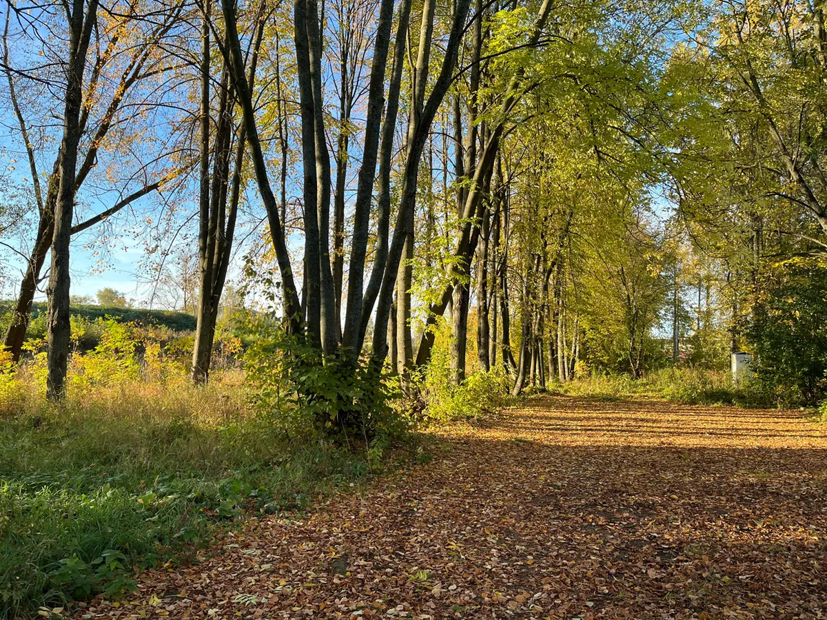 Золотая осень задержалась в Челябинской области