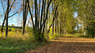 Золотая осень задержалась в Челябинской области