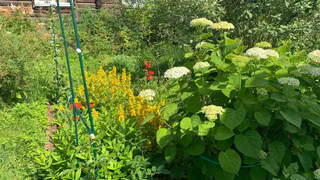 За какие растения могут оштрафовать дачников: опубликован список