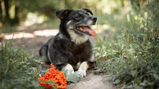 Дай лапку: Карамелька, Тыква и Котейкин ищут хозяев
