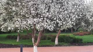 В Татарстане потеплеет до +18°